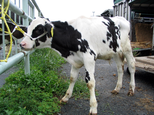 日本家畜商協会｜せりを待つ子牛